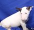 Excepcionalmente Hermosos cachorros bull terrier en venta,., - Foto 1