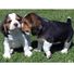 Fantásticos cachorros de beagle macho y hembra en venta