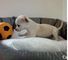 Fantásticos pequeños cachorros de chihuahua disponibles