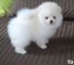 Fantásticos pequeños cachorros de Pomerania disponibles - Foto 1