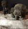 Febrero de 2018 nacidos Staffordshire Bull Terrier cachorros - Foto 1