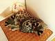 Gatinhos Serval e Savannah, caracal e ocelot disponíveis - Foto 3