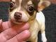 Gratis adorables cachorros de chihuahua - Foto 1