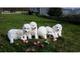 Gratis increíbles cachorros de samoyedo - Foto 1