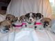 Gratis pembroke galés corgi cachorros - Foto 1