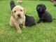 Gratis preciosos cachorros de labrador retriever