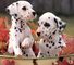 !!! hermoso macho y hembra cachorros dalmata en venta