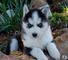 Hermosos cachorros de husky siberiano listos para ti