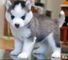 Impresionante husky siberiano macho y hembra - Foto 1