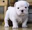 Impresionantes cachorros de bulldog francés para la venta - Foto 1