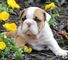 Increíblemente hermosos cachorros de bulldog inglés - Foto 1