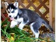 Increíbles cachorros de husky siberiano