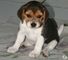 Kc registró beagle tricolor cachorros listo y disponible - Foto 1