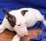 Kc registró cachorros bull terrier en venta - Foto 1