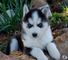Lindo Cachorros Husky siberiano en listo - Foto 1
