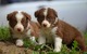 Lindos collie border cachorros disponibles para adopción