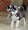 Male and female siberian husky puppies available