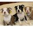 Maravillosos cachorros de boston terrier