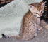 Maravillosos gatitos de sabana para adopción
