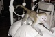 Monos capuchinos muy inteligentes y saludables
