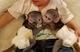 Monos capuchinos muy socializados disponibles para adopción - Foto 1