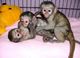 Monos capuchinos sanos del bebé para la adopción