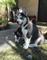 Ojos azules wasa wasa cachorros de husky siberiano