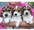 Pequeños cachorros de beagle dulces disponibles