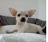 Preciosos cachorros chihuahua disponibles para ti - Foto 1