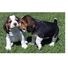 Preciosos cachorros de beagle para su familia