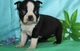 Reg cachorros boston terrier bella regalo