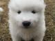 Regalo ¡Adorable cachorro samoyedo! - Foto 1