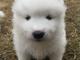 Regalo ¡adorable cachorro samoyedo!