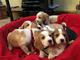 Regalo adorables cachorros beagle