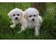 Regalo bichon frise cachorros