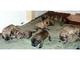 Regalo cachorros de presa canario - Foto 1