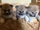 Regalo Cachorros japoneses de Akita Inu - Foto 1