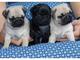 Regalo cachorros pug disponible