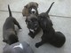 Regalo cuatro pitbull puppies a la venta