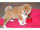 Regalo hermoso perrito shiba inu