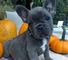 Registrado azul cachorros de bulldog francés disponibles