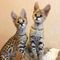 Serval and sabana gatitos en venta