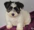 Súper adorable yorkshire terrier cachorros en venta