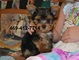 Teacup yorkie female puppies