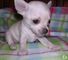 Xmas chihuahua disponible