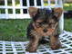 Yorkshire Puppies with Excellent Temperament - Foto 1