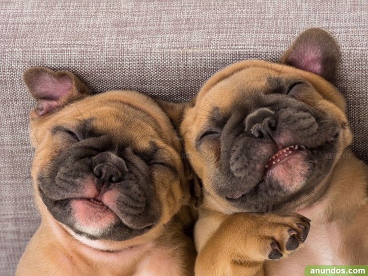 Cachorros De Bulldog Franc s Registrados Para Adopci n Albox cachorros-de-bulldog-franc-s-registrados-para-adopci-n-albox