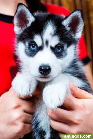 Cachorros de husky con encanto en venta - Cimballa