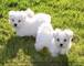 1regalo cachorros bichon malters