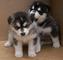 1regalo cachorros husky